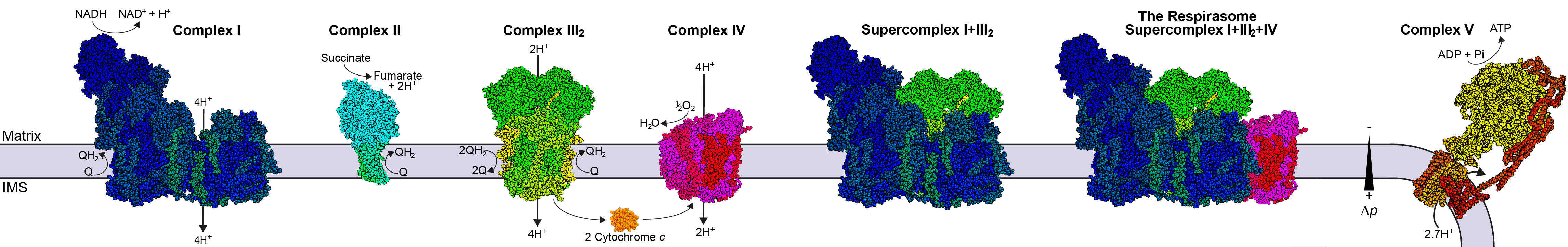 Laboratory of Electron Transport Membrane Proteins and Structural Bioenergetics